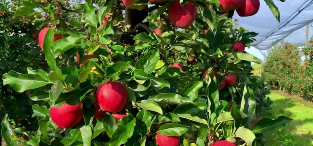 An apple orchard
