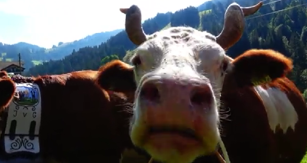Colorfully decorated cows during Alpabfahrt