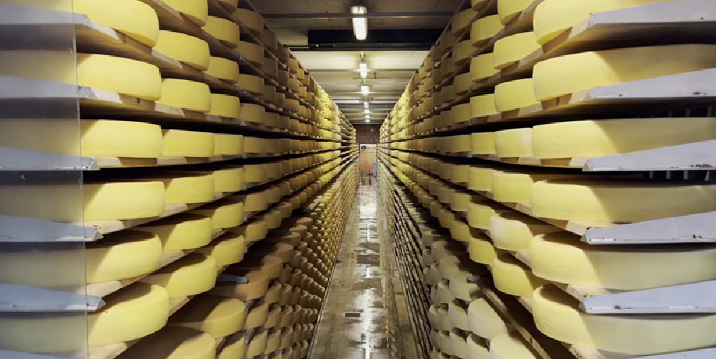 Dozens of Gruyère cheese wheels lined up for aging