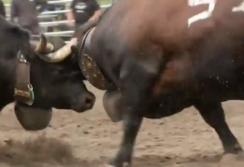 Traditional Cow Fighting event in Valais
