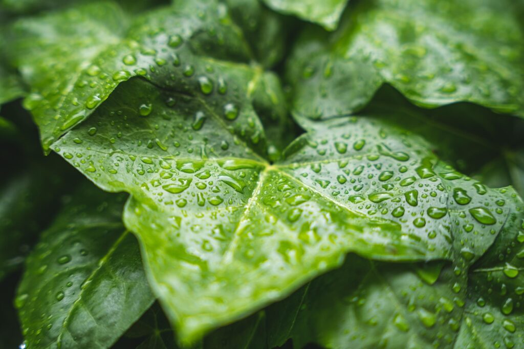 wet leaf - peaceful moment