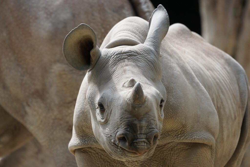 Rhino at Zoo Zürich