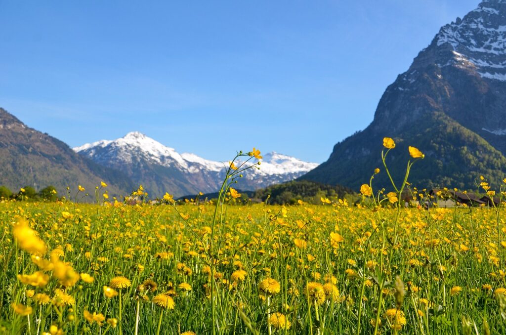 Spring hiking trail with blooming wildflowers